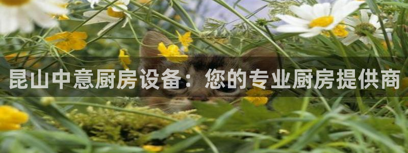 凯时官网手机版下载：昆山中意厨房设备：您的专业厨房提供商