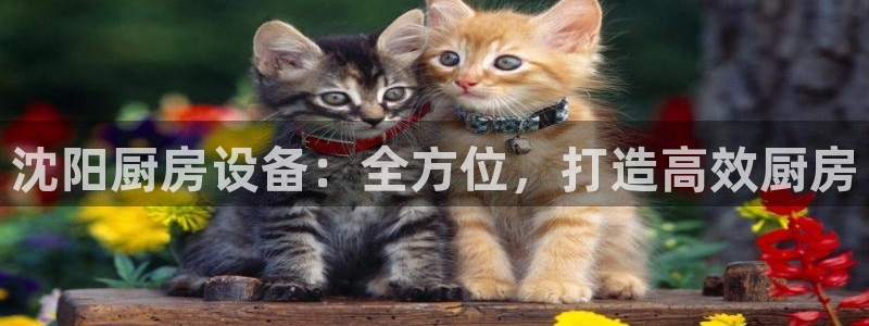 尊龙现金：沈阳厨房设备：全方位，打造高效厨房